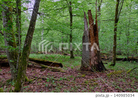Bialowieza forest ancient woodland preserving nature Bialowieza forest ancient woodland preserving nature 140985034