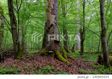Ancient tree stump in bialowieza forest showing life Ancient tree stump in bialowieza forest showing life 140985035