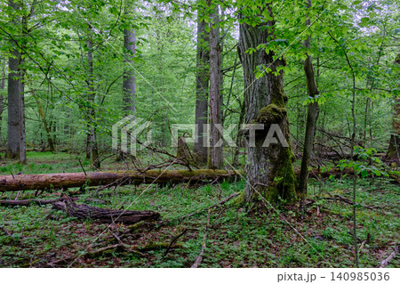 Bialowieza forest primeval nature environment in poland Bialowieza forest primeval nature environment in poland 140985036