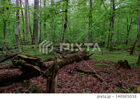 Pristine bialowieza forest nature protecting ecological ecosystem Pristine bialowieza forest nature protecting ecological ecosystem 140985038