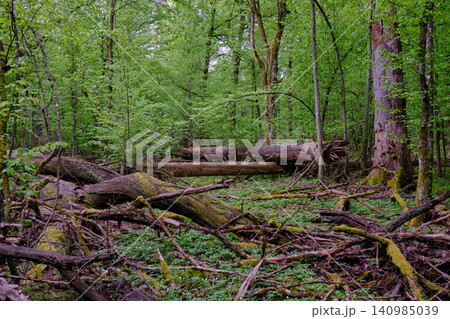 Bialowieza forest old growth primeval ecosystem regeneration Bialowieza forest old growth primeval ecosystem regeneration 140985039