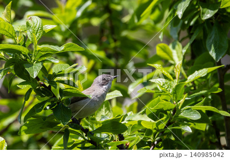 Lesser whitethroat bird perching among green leaves bialowieza forest Lesser whitethroat bird perching among green leaves bialowieza forest 140985042