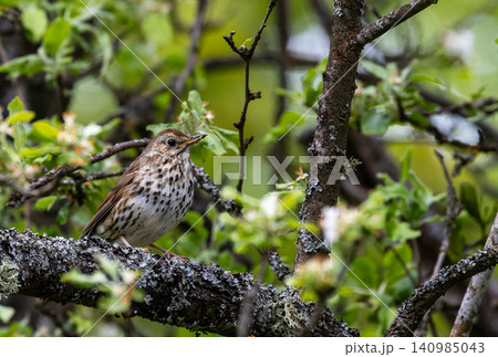 Song thrush perching on mossy branch in spring Song thrush perching on mossy branch in spring 140985043