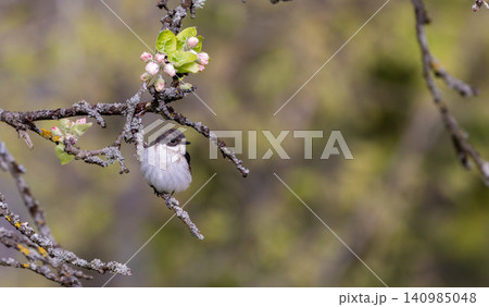 European pied flycatcher sitting on a blossoming branch in spring European pied flycatcher sitting on a blossoming branch in spring 140985048