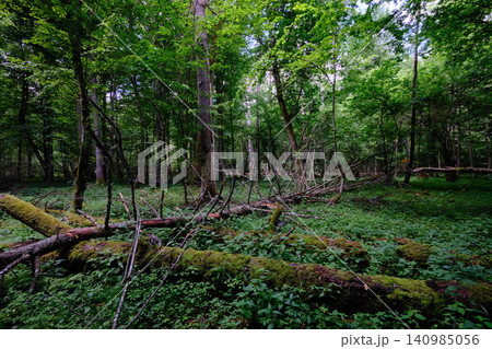 Bialowieza forest showing ancient woodland and mossy logs Bialowieza forest showing ancient woodland and mossy logs 140985056