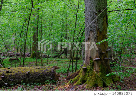 Bialowieza forest primeval woodland with bracket fungi Bialowieza forest primeval woodland with bracket fungi 140985075
