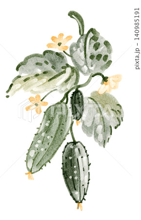 Cucumber vine watercolor hand painted illustration clipart isolated Cucumber vine watercolor hand painted illustration clipart isolated 140985191
