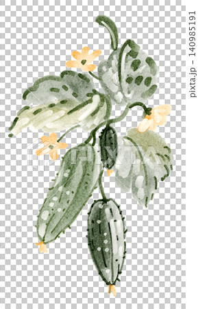 Cucumber vine watercolor hand painted illustration clipart isolated Cucumber vine watercolor hand painted illustration clipart isolated 140985191