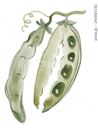 Pea pods watercolor hand painted illustration clipart isolated Pea pods watercolor hand painted illustration clipart isolated 140985192