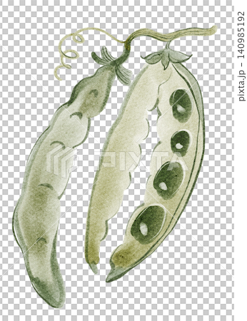 Pea pods watercolor hand painted illustration clipart isolated Pea pods watercolor hand painted illustration clipart isolated 140985192