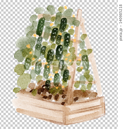 Cucumber garden bed watercolor hand painted illustration clipart isolated Cucumber garden bed watercolor hand painted illustration clipart isolated 140985218