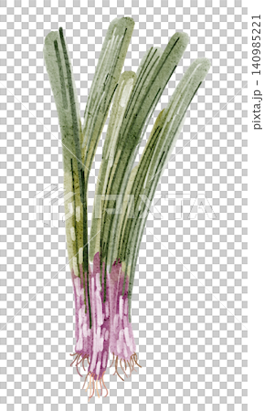 Green onion watercolor illustration isolated vegetable clipart hand painted Green onion watercolor illustration isolated vegetable clipart hand painted 140985221