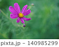 秋の野原に咲くピンクのコスモスの花 140985299