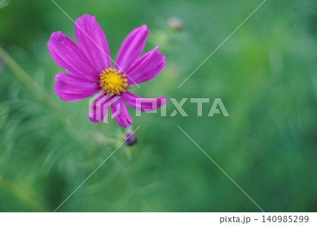 秋の野原に咲くピンクのコスモスの花 秋の野原に咲くピンクのコスモスの花 140985299