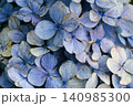 青い紫陽花 140985300