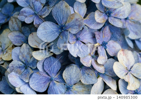 青い紫陽花 青い紫陽花 140985300