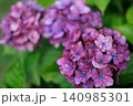 雨に濡れた紫陽花 140985301