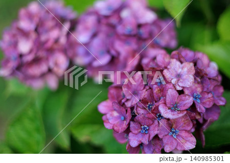雨に濡れた紫陽花 雨に濡れた紫陽花 140985301