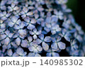 青い紫陽花 140985302