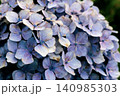 青い紫陽花 140985303
