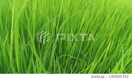 Single Dried Stem Among Lush Green Rice Field Blades Single Dried Stem Among Lush Green Rice Field Blades 140985332