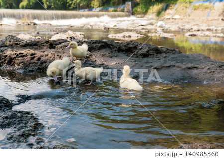 Group of cute baby ducks playing on the rocks near a river dam. Group of cute baby ducks playing on the rocks near a river dam. 140985360