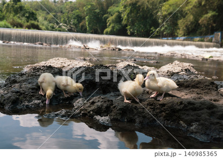 Group of cute baby ducks playing on the rocks near a river dam. Group of cute baby ducks playing on the rocks near a river dam. 140985365