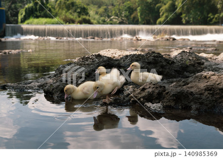 Group of cute baby ducks playing on the rocks near a river dam. Group of cute baby ducks playing on the rocks near a river dam. 140985369