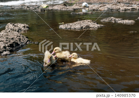 Group of cute baby ducks playing on the rocks near a river dam. Group of cute baby ducks playing on the rocks near a river dam. 140985370
