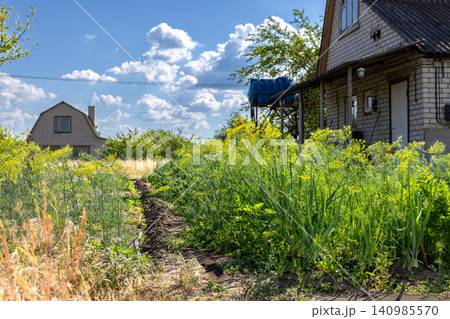 Dacha garden growing fresh vegetables and dill under blue sky 140985570