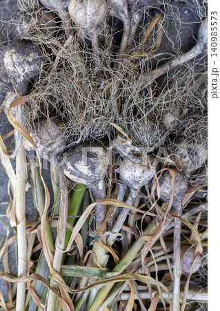 Freshly harvested garlic bulbs with roots and green stems Freshly harvested garlic bulbs with roots and green stems 140985573