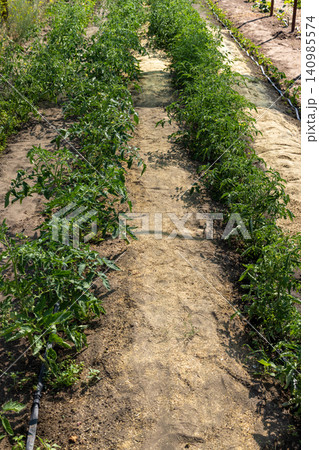 Healthy young tomato plants growing in rows outdoors Healthy young tomato plants growing in rows outdoors 140985574
