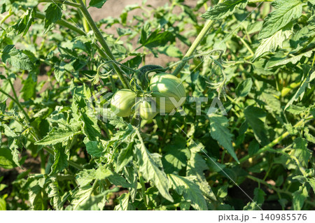 Unripe green tomatoes growing on a plant in a home garden Unripe green tomatoes growing on a plant in a home garden 140985576