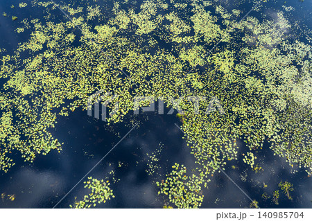 Tropical forest lake vegetation in southern swamp. Sunny landscape of Florida wetland flora Tropical forest lake vegetation in southern swamp. Sunny landscape of Florida wetland flora 140985704