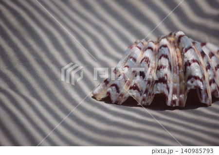 Ribbed bivalve seashell on sand surface with prominent zebra stripe shadows 140985793
