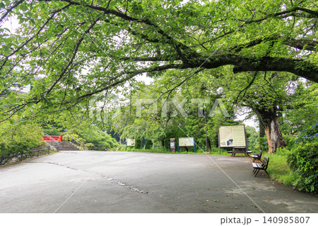 梅雨の小田原城址公園 梅雨の小田原城址公園 140985807