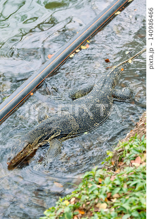 Monitor lizards at lumphini park in Bangkok Thailand during the day in bright sunlight. Monitor lizards at lumphini park in Bangkok Thailand during the day in bright sunlight. 140986466