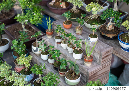 Flower market display with various mini exotic decorative bonsai plants in ceramic pots for sale Flower market display with various mini exotic decorative bonsai plants in ceramic pots for sale 140986477