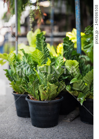 Many potted Asplenium nidus fern plants also called Cobra on ground display for sale in flower shop. Many potted Asplenium nidus fern plants also called Cobra on ground display for sale in flower shop. 140986508