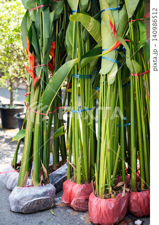 Bunch of large Strelitzia flowers for sale at traditional Chatuchak street plant market in Bangkok. Bunch of large Strelitzia flowers for sale at traditional Chatuchak street plant market in Bangkok. 140986512