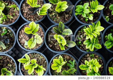 Various selection of plastic pots with young Zamioculcas seedlings sell at gardening flower market. Various selection of plastic pots with young Zamioculcas seedlings sell at gardening flower market. 140986519