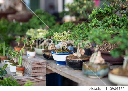 Flower market display with various mini exotic decorative bonsai plants in ceramic pots for sale 140986522