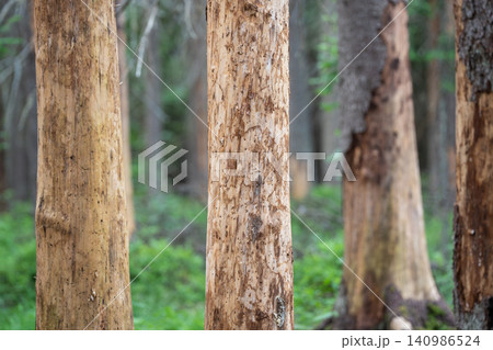 Close up damaged tree bark destroyed by beetle, infestation in woodland. Tree killed by insects Close up damaged tree bark destroyed by beetle, infestation in woodland. Tree killed by insects 140986524