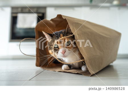 Pleased funny kitty playfully peeking out outside paper bag while sitting inside on floor in kitchen Pleased funny kitty playfully peeking out outside paper bag while sitting inside on floor in kitchen 140986528