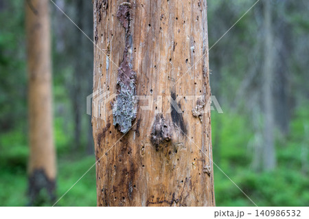 Sign of bark beetle activity on dead spruce trunk showing insect galleries and wood damage in forest Sign of bark beetle activity on dead spruce trunk showing insect galleries and wood damage in forest 140986532