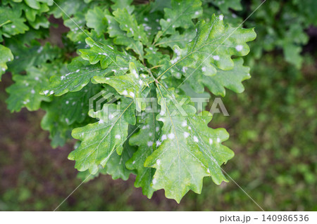 Twig of English Oak tree with white spots on leaves, tree foliage infected by oak powdery mildew common fungal disease. Twig of English Oak tree with white spots on leaves, tree foliage infected by oak powdery mildew common fungal disease. 140986536