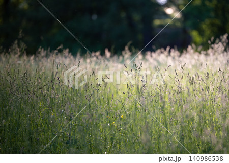 Wild Poa Annua,Timothy, Brome grass in a field at sunset, soft focus. Summer nature background. Wild Poa Annua,Timothy, Brome grass in a field at sunset, soft focus. Summer nature background. 140986538