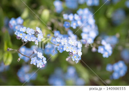 Delicate blue Forget-me-not decorative flowers in full bloom in spring garden, seasonal wildflowers. Delicate blue Forget-me-not decorative flowers in full bloom in spring garden, seasonal wildflowers. 140986555
