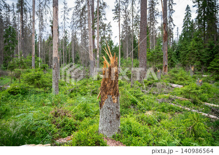 Forest meadow with destroyed fallen spruce trees after hurricane and invasion of bark beetle. Forest meadow with destroyed fallen spruce trees after hurricane and invasion of bark beetle. 140986564