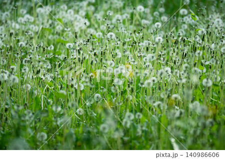 Green grass field invaded by wild common Dandelions (Taraxacum officinale) in mature fruiting stage. Green grass field invaded by wild common Dandelions (Taraxacum officinale) in mature fruiting stage. 140986606